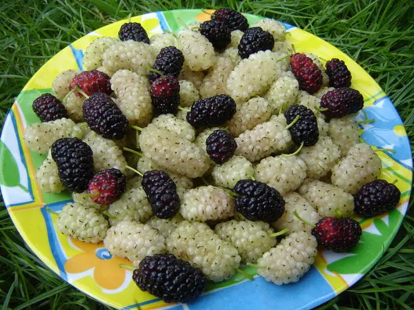 Mulberry – benefits – why and how to eat mulberry – the sweetest berry