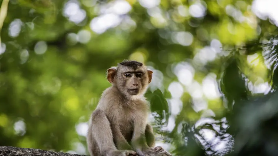 Monkeys killed the wife of a politician in India