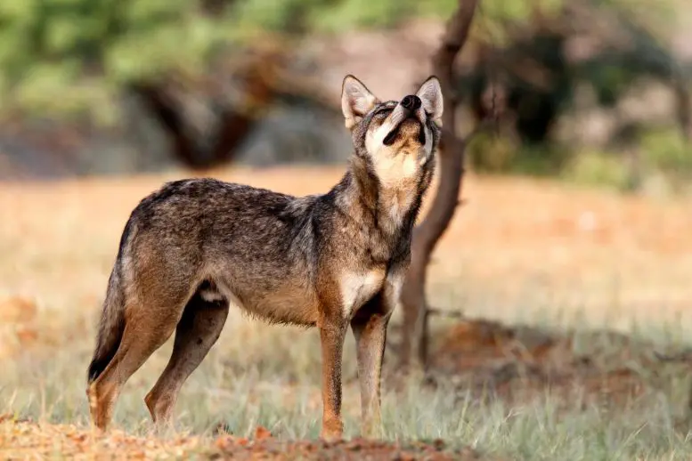 Indian Wolf