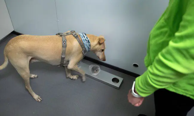 Dogs sniff people with COVID-19 at an airport in Romania