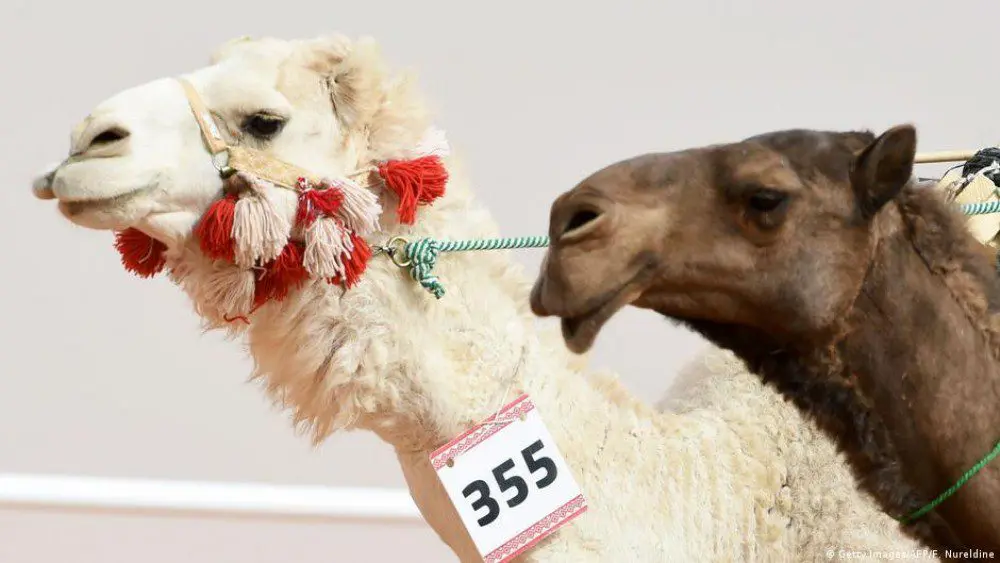 “Miss Camel” in Dubai, beautify them with Botox and fillers