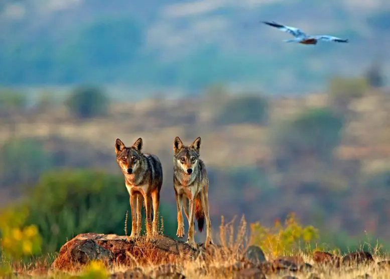Two Indian Wolves