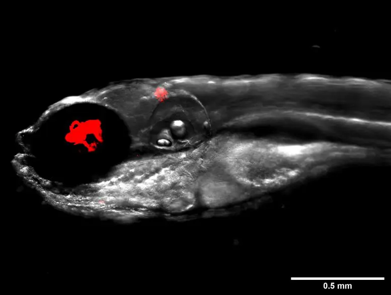 Zebrafish Infected With Fluorescent Bacteria