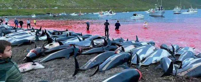 On Faroe Islands killed nearly 1,500 dolphins at a time