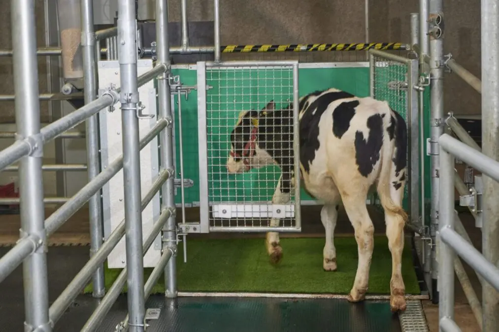 Cows taught to urinate in a potty