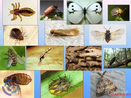 Insects are the new petroleum: how food, medicine and cosmetics are made from paws and wings