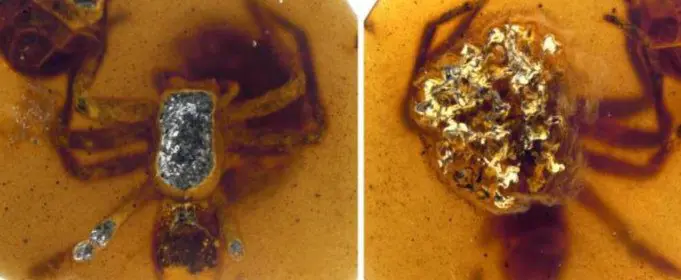 Scientists have found 99 million year old spiders in amber