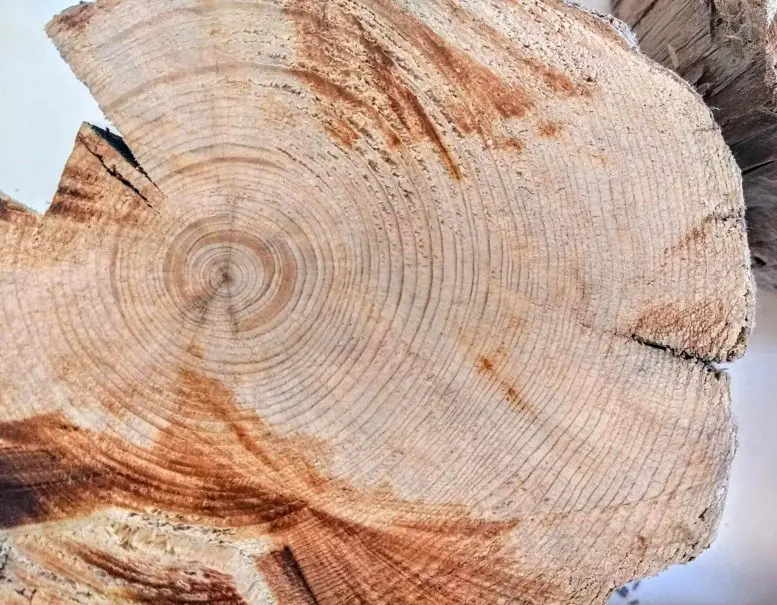300 Year-Old Tree Rings Revealed