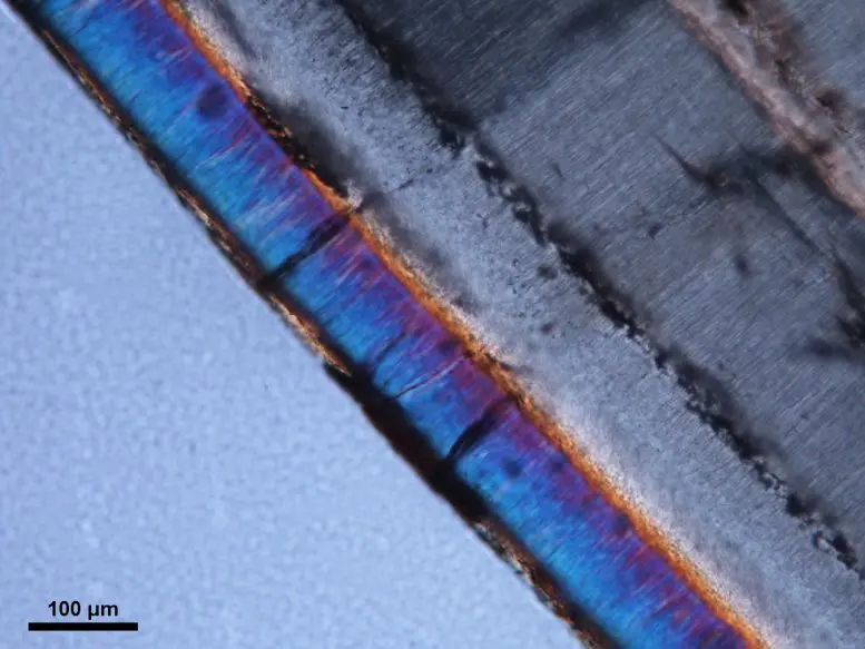 Dicynodont Canine Cross Section