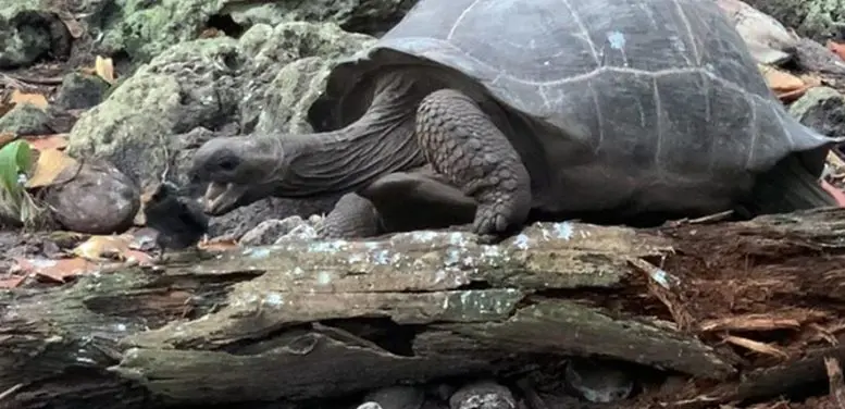 Giant Tortoise Attacks Bird 1
