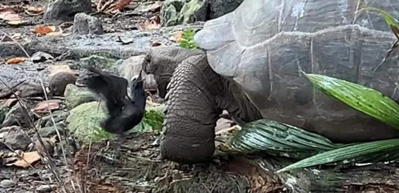 Giant Tortoise Attacks Bird 2