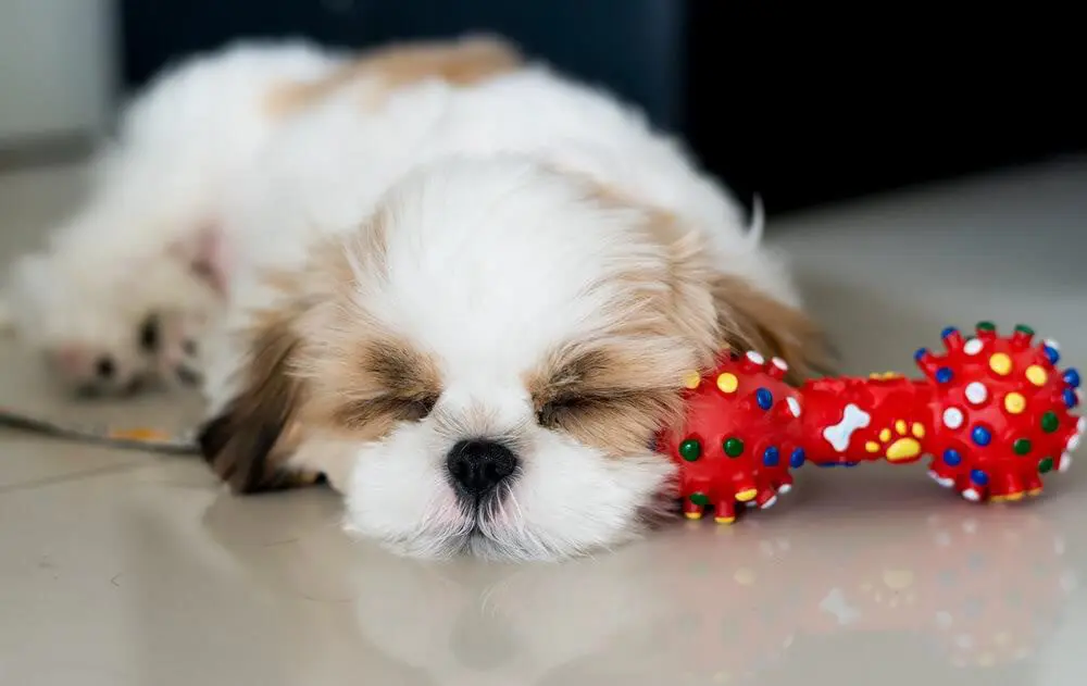 Unprecedented: Dogs sentenced their owner to compensation, see why