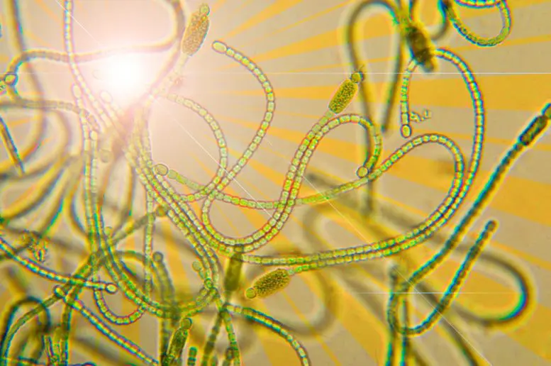 Oxygenic Photosynthesis