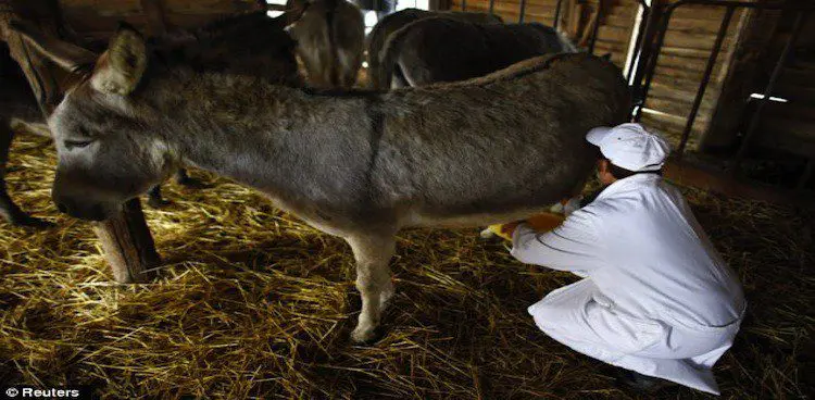 Cheese costs 1000 euros per kilogram?!
