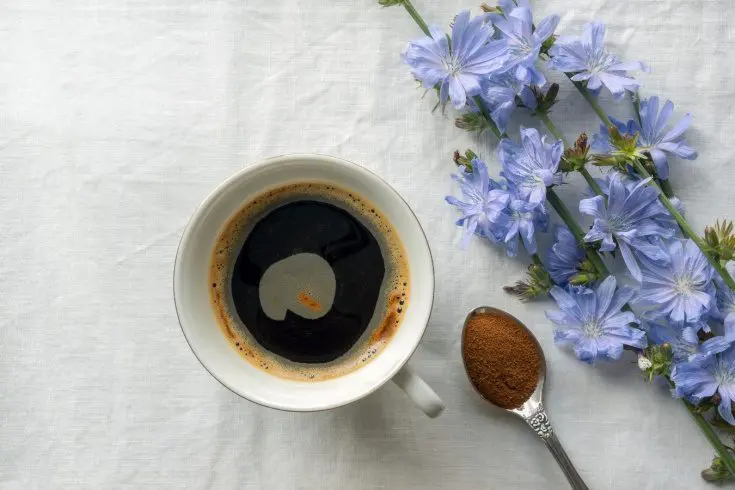 What is chicory and how to use it? Many consider it a cheap alternative to coffee