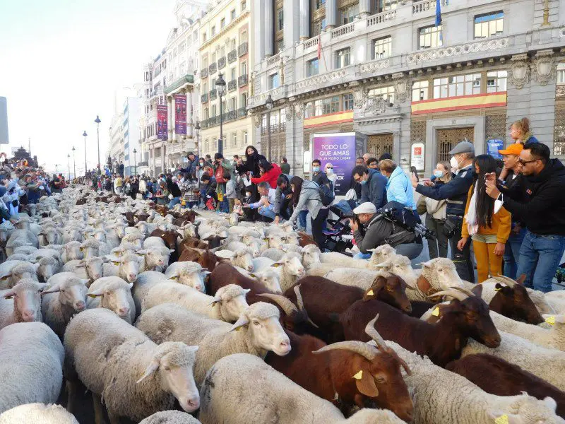 Thousands of sheep and goats marched in central Madrid