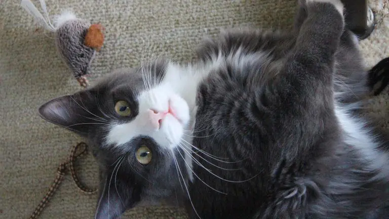 8 ways to make a cat happy