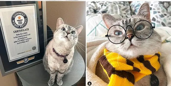 A cat survived 52 days in an empty house eating paper