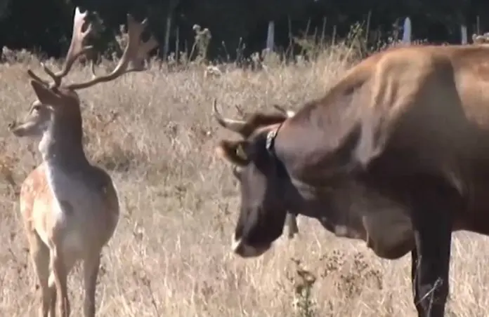 Bulgaria: A red deer perceives himself to be a cow