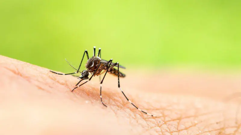 Mosquito bite – what can it cause?