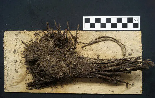 Archaeologists have found bouquets in Mexico almost two thousand years old