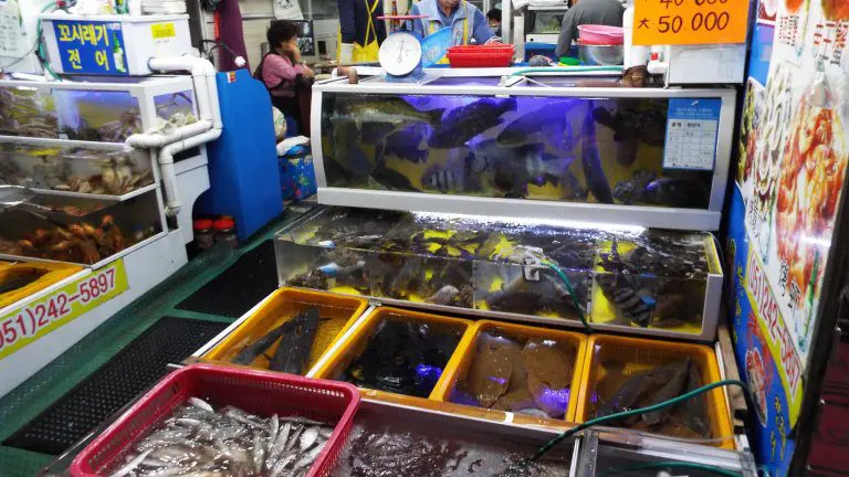 They eat live octopuses and are downright rude: South Korea through the eyes of a foreigner
