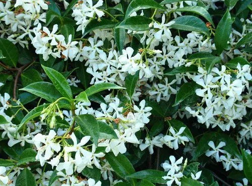 Jasmine fields in France – the soul of the best-selling perfume in the world for a century