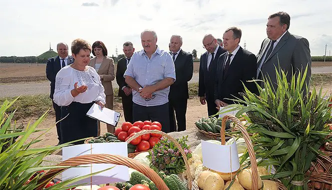 Lukashenko harvests corn at home