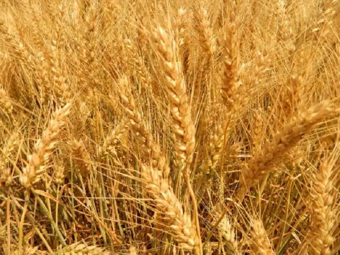 Price games: how Kiev hinders the export of Russian wheat