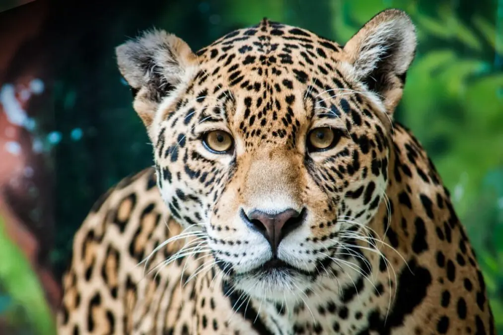 UNODC and ICCWC support South American countries to combat wildlife trafficking: regional SudWEN meeting