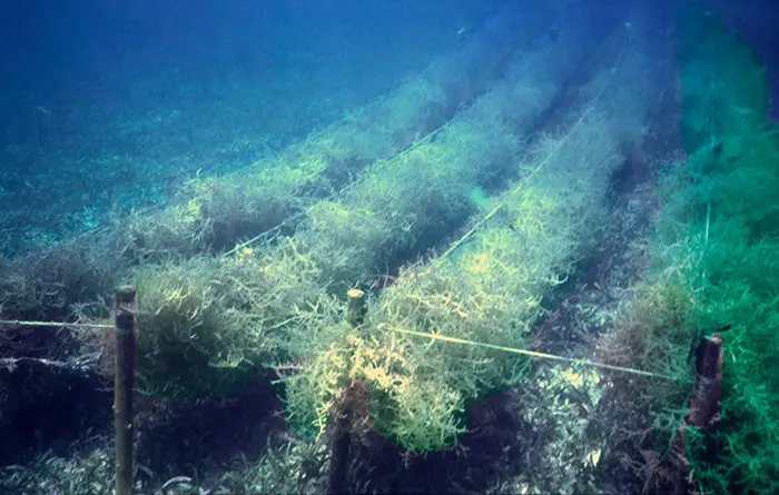 Global Seaweed Industry Must Innovate and Adapt or Risk Its Long-Term Survival