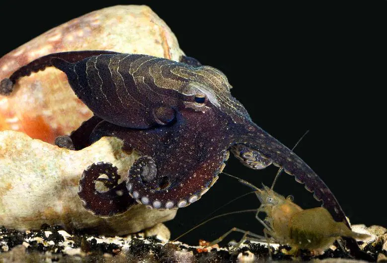 Scientists have found romantic octopuses