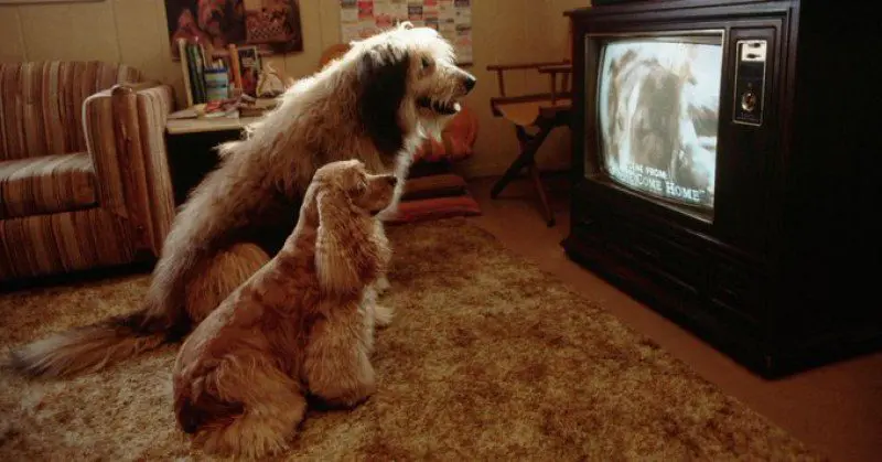 The first TV channel for dogs launched