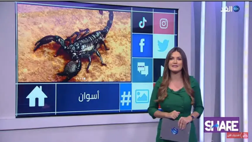 Hundreds have been stung by frightened scorpions after torrential rains in Egypt