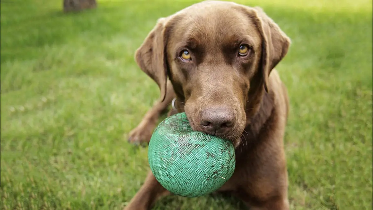 Iran is on the verge of literally banning domestic dogs and cats