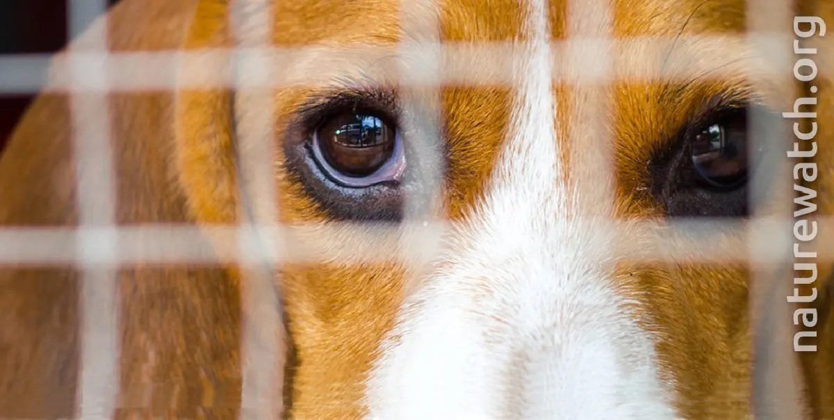 Dogs seized following investigation into puppy trade