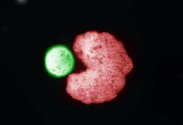 Team builds first living robots—that can reproduce