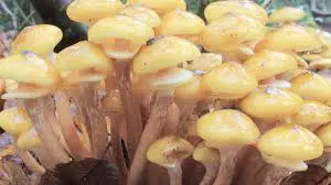 Scientists have figured out how the world’s largest mushroom survives