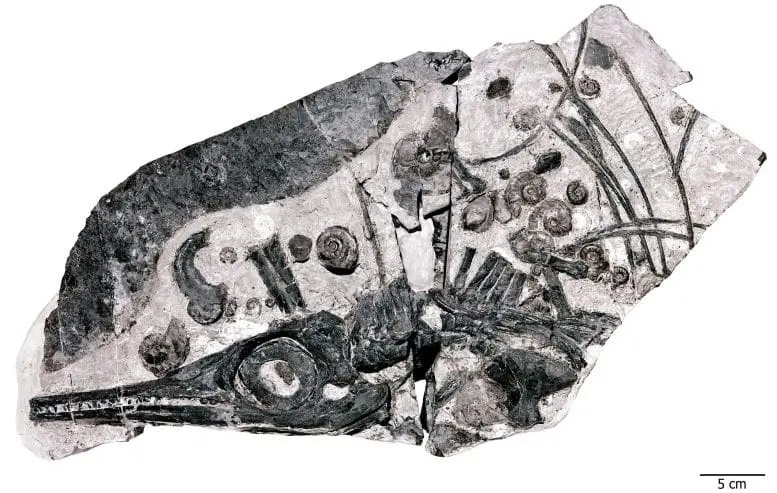 Ichthyosaur Ammonites