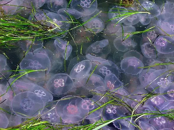 Researchers have read the mind of jellyfish