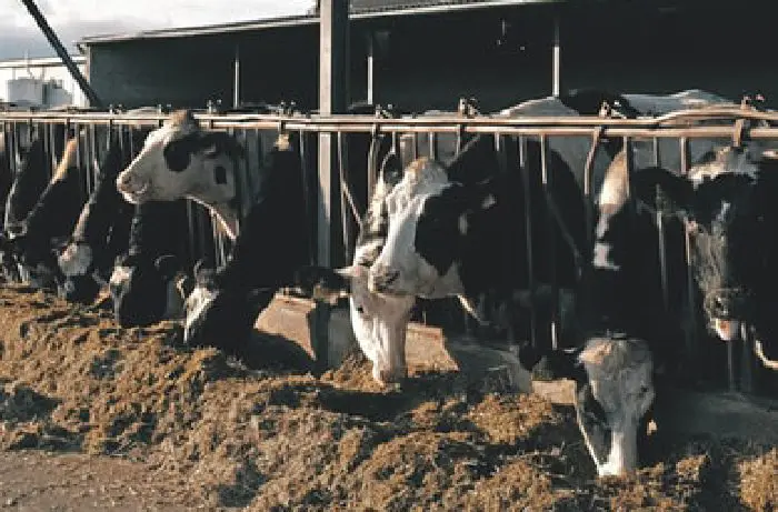 Animal welfare: MEPs urge a shift from live to meat-and-carcass transport