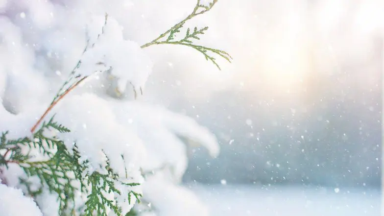 The world of snowflake studies: facts and records about snow