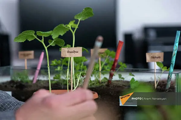 Armenian know-how: eco-pens can be sown and grown after use