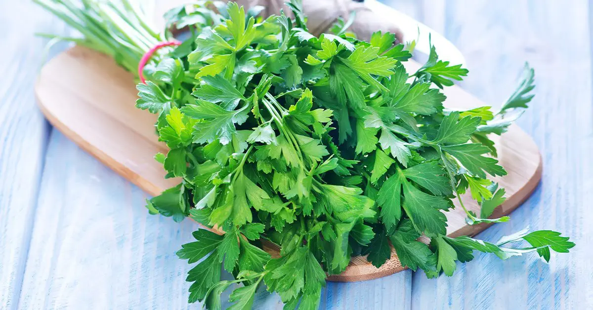 7 Important reasons to eat parsley every day