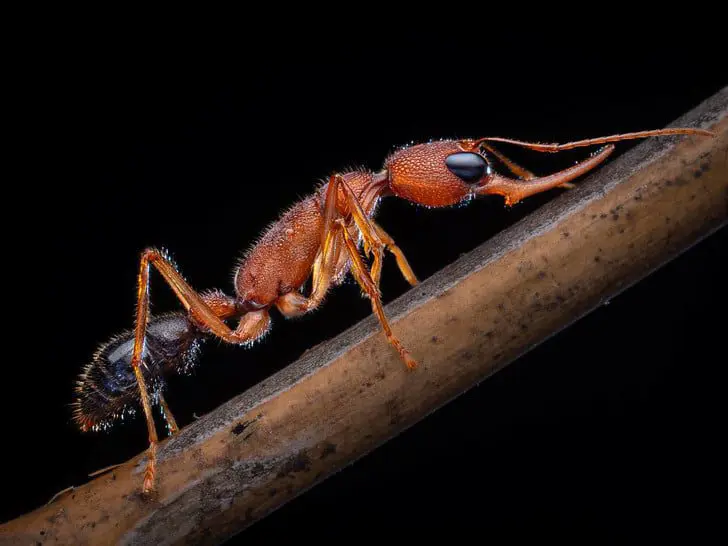 A worker-ant can turn into a queen