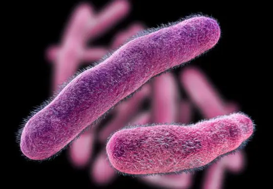 Amazing discovery – bacteria can walk