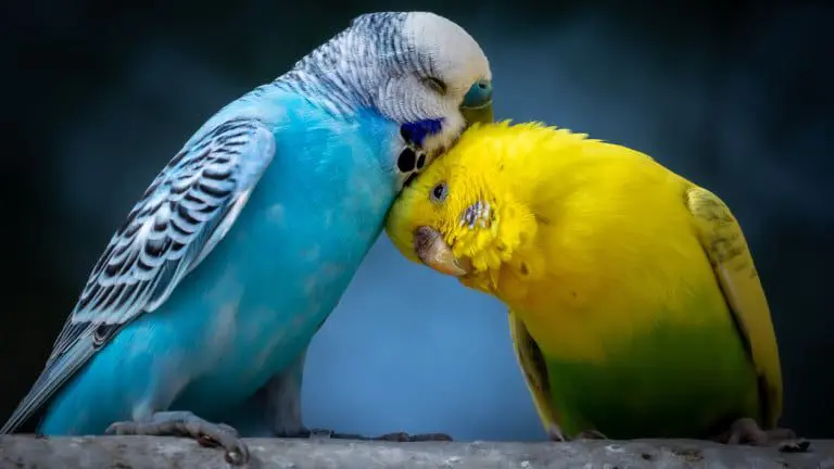 Why have birds in the Amazon been shrinking in recent years?