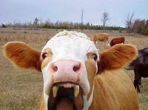 First genetically engineered calf has already been born