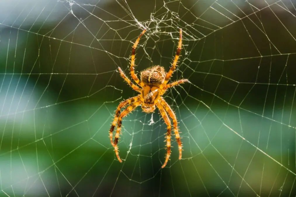Why we are afraid of spiders