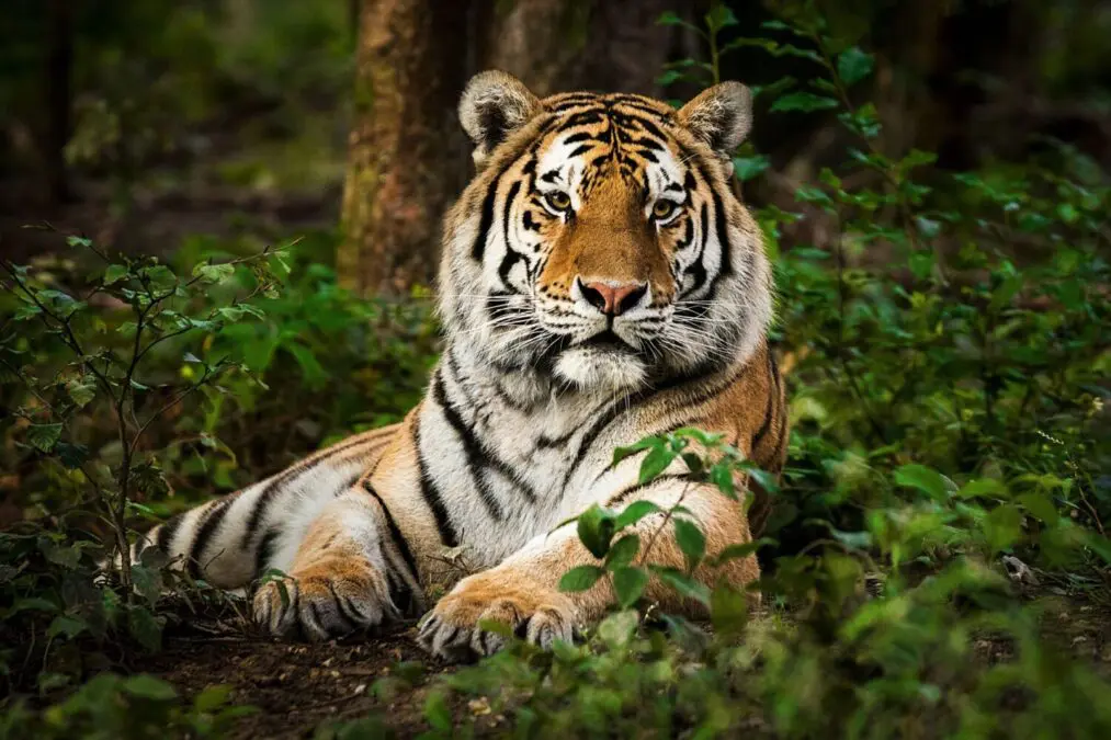 A record number of tigers have died in India last year